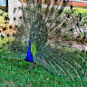 Meet your Posher, Charles